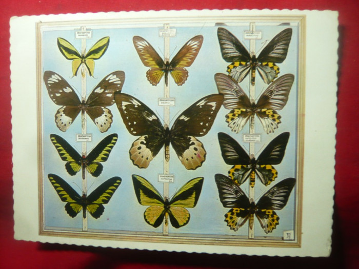 Ilustrata - Colectie de Fluturi Malaezi - Muzeul Antipa ,anii&#039;70 Ed.Meridiane