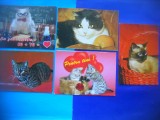 HOPCT LOT NR 1065 .PISICI --5 CARTI POSTALE-NECIRCULATE