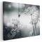 Tablou canvas flori papadii inghetate, alb, negru 1194 Tablou canvas pe panza CU RAMA 70x100 cm