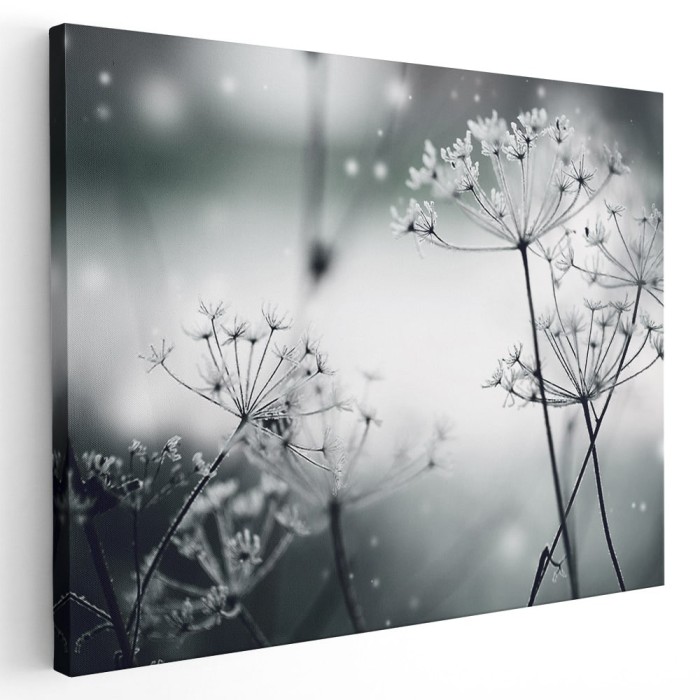 Tablou canvas flori papadii inghetate, alb, negru 1194 Tablou canvas pe panza CU RAMA 50x70 cm