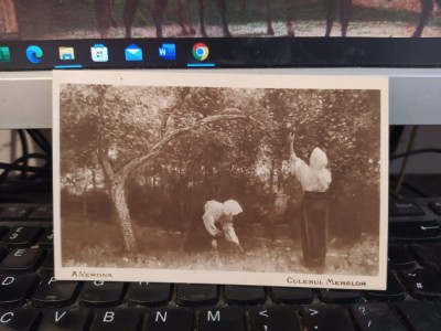 Arthur Verona, Culesul merelor, Artă rom&amp;acirc;nească, circa 1920, 205 foto