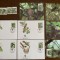 Seychelles - pasari - serie 4 timbre MNH, 4 FDC, 4 maxime, fauna wwf