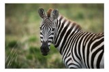 Tablou Canvas, "Zebra curioasă &icirc;n savana africană", Zebră, Dungată, Serengeti, Natură, Sălbăticie, 39 x 26 cm, CMCLASS