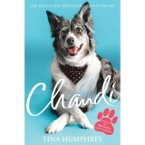 CHANDI: The Rescue Dog Who Stole a Nation's Heart