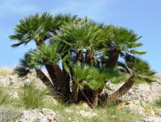 Palmier rezistent la inghet CHAMAEROPS HUMILIS - 5 seminte pentru semanat foto