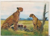 bnk cp Carte postala 3D - Leoparzi - Elvetia SSP-208