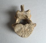 Vertebra de Ursus spelaeus Pleistocen