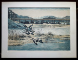 Cologravura, Pescarusi in zbor - semnat ilizibil &#039;&#039;88