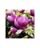 Planta Magnolia x soulangeana Lennei C2, ghiveci 2l, Oem