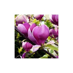 Planta Magnolia x soulangeana Lennei C2, ghiveci 2l
