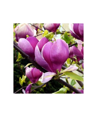 Planta Magnolia x soulangeana Lennei C2, ghiveci 2l foto