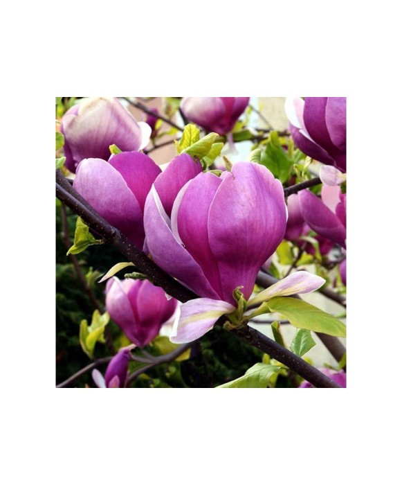 Planta Magnolia x soulangeana Lennei C2, ghiveci 2l