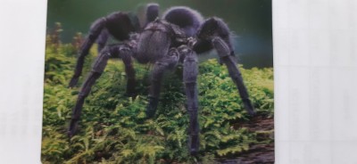 XG Magnet frigider-tematica turistica-Ungaria - Budapesta- Tarantula (3D) foto