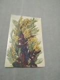 Cumpara ieftin CARTE POSTALA -FELICITARE NECIRCULATA