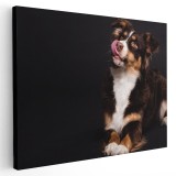 Tablou caine Ciobanesc Australian Tablou canvas pe panza CU RAMA 60x90 cm