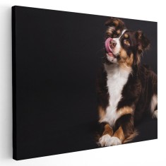 Tablou caine Ciobanesc Australian Tablou canvas pe panza CU RAMA 20x30 cm