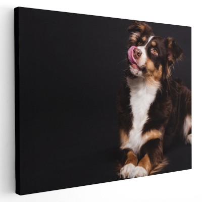 Tablou caine Ciobanesc Australian Tablou canvas pe panza CU RAMA 60x80 cm foto