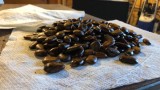Seminte pawpaw ( Asimina Triloba ) 100 grame