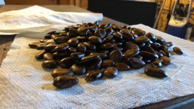 Seminte pawpaw ( Asimina Triloba ) 100 grame foto