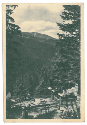3874 - PALTINIS, Sibiu, Romania - old postcard - used - 1954 foto