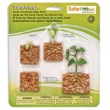 Ciclul de viata la planta de fasole