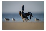 Tablou Canvas, "Pelicani &icirc;n așteptarea valurilor line", Pasăre, Pelican, Mare, Nisip, Valuri, Zbor, Apus, Siluetă, Aripi, Liniște, 39 x 26 cm, CMCLASS