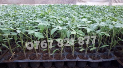 Vand Rasad Rosii Vinete Ardei Castraveti si alte Rasaduri Legume 2025 foto