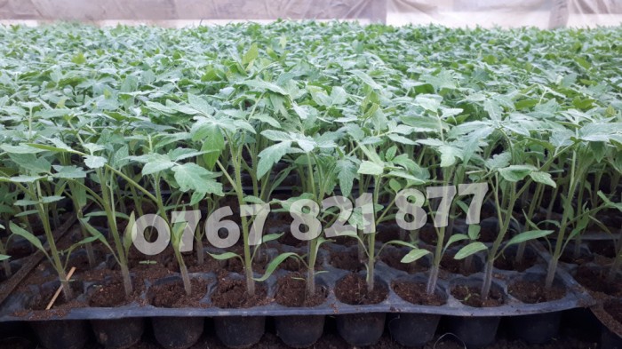 Vand Rasad Rosii Vinete Ardei Castraveti si alte Rasaduri Legume 2025