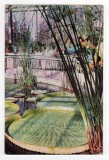 CLUJ VICTORIA AMAZONICA DIN GRADINA BOTANICA RPR