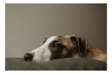 Tablou Canvas, "Vis&acirc;nd spre orizontul necunoscut", Calm, Contemplative, Gentle, Whippet, Peaceful, 39 x 26 cm, CMCLASS