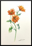 Crizanteme, tablou pictat in acuarela inramat 21x30 cm ideal cadou