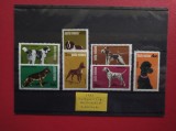 1981 - EXPOZITIA NATIONALA CANINA