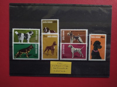 1981 - EXPOZITIA NATIONALA CANINA foto