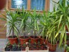 Yucca și pui de lăm&acirc;i.