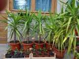 Yucca și pui de lăm&acirc;i.