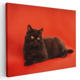 Tablou pisica neagra pe fundal rosu Tablou canvas pe panza CU RAMA 40x60 cm