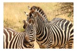 Tablou Canvas, "Trei zebre &icirc;n savana africană", Nu pot să identific cine sunt aceste animale., 39 x 26 cm, CMCLASS