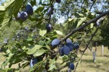 Vand rachiu (?uica) de prune 50 grade- produc?ie proprie. Pre?: 40 lei/ litru