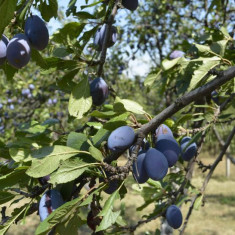 Vând rachiu (țuică) de prune 50 grade- producție proprie. Preț: 40 lei/ litru