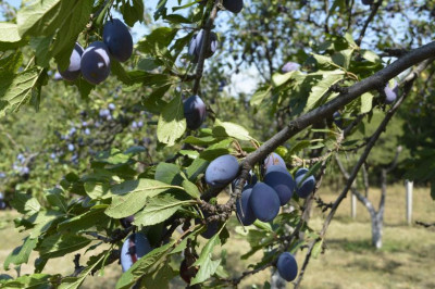 V&amp;acirc;nd rachiu (țuică) de prune 50 grade- producție proprie. Preț: 40 lei/ litru foto