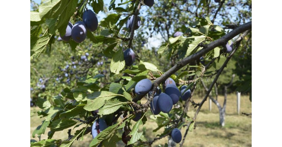 Vand rachiu (?uica) de prune 50 grade- produc?ie proprie. Pre?: 40 lei ...