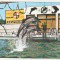 bnk cp Constanta - Delfinariu - necirculata