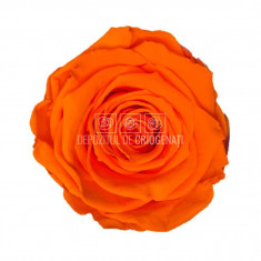 Trandafiri Criogenati XL ORA-99 (Ø6-6,5cm, set 6 buc /cutie)