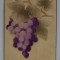 CIORCHINE DE STRUGURE , CARTE POSTALA EMBOSATA , POLICROMA , 1908