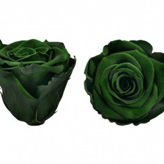Trandafiri Criogenati Roseamour, Marime XL, Verde inchis