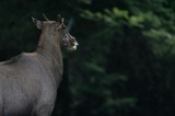 Tablou Canvas, "Fiara tăcută &icirc;n luminișul pădurii", Nu pot identifica animalul din imagine, dar pot să-ți ofer informații generale despre animale sau