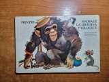 Carte cartonata pentru copii - animale la gradina zoologica - din anul 1986