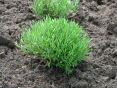 &amp;quot;Codreanca&amp;quot; lavanda romaneasca- buta?i,tufe, flori uscate ?i sacule?i foto