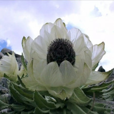 Saussurea involucrata-lotus de zapada-cu floare enorm de mare - 20 seminte foto