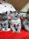 Pisica Scotish Fold Blue - femela 10 saptamani, vaccinata, deparazitata, educata la litiera